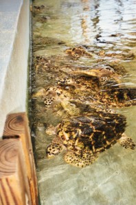 Brother King's Turtles